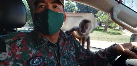 Homem é flagrado por manter macaco-prego em cativeiro e ameaçar servidora