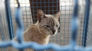 Gato em gaiola aguardando atendimento no CCZ. (Foto: Divulgação/PMCG)