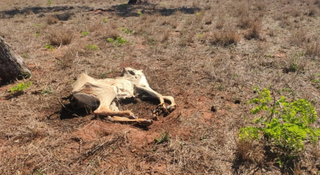 Um das carcaças de animais mortos na fazenda. (Foto: Divulgação/PMA)