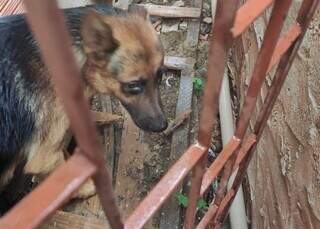 Animal resgatado foi encaminhado ao CCZ. (Foto: Polícia Civil)
