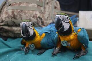 Filhotes de arara-canindé usando colar com número de identificação. (Foto: Paulo Francis)