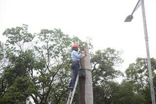 Bióloga do Projeto Aves Urbanas - Araras na Cidade, Larissa Tinoco, removendo filhote do ninho para colocação do colar. (Foto: Paulo Francis)