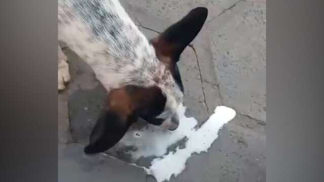 Homem &eacute; preso por dar cerveja para cachorro e divulgar nas redes sociais