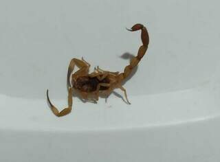 Escorpião encontrado nesta segunda-feira (13), em casa na Capital. (Foto: Simão Nogueira)