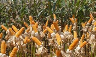 Produção de milho, em queda, reflete as dificuldades enfrentadas pelos produtores com as adversidades climáticas. (Foto: Arquivo/Embrapa)