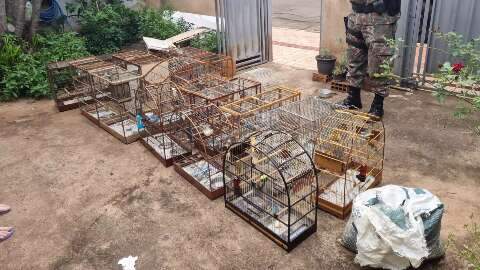 Homem é multado em R$ 19 mil por manter 21 pássaros em cativeiro 