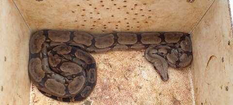  Serpente assusta moradores ao aparecer no telhado de casa 