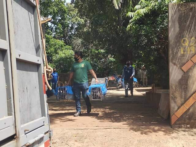 Pol&iacute;cia recolhe galinhas e patos em terreno de defensor p&uacute;blico aposentado