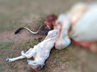 Bezerro morreu após vaca ser carneada ainda gestante. (Foto: Divulgação/PMA)