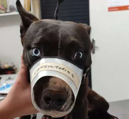 Homem &eacute; preso em flagrante por tentar castrar cachorro em casa 