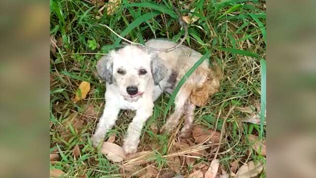 Motorista vai parar na delegacia por abandonar cachorra ferida &agrave; pr&oacute;pria sorte