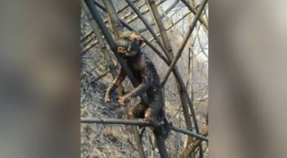 Macaco foi encontrado morto carbonizado em árvore. (Foto: Divulgação/Corpo de Bombeiros)