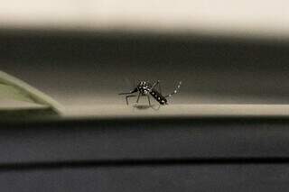 Mosquito Aedes aegypti, transmissor da dengue. (Foto: Arquivo/Henrique Kawaminami)
