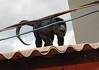 Macaco bugio sobre telhado em casa no Bairro Aero Rancho, na Capital. (Foto: Direto das Ruas)