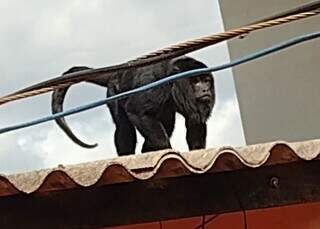 Macaco bugio sobre telhado em casa no Bairro Aero Rancho, na Capital. (Foto: Direto das Ruas)