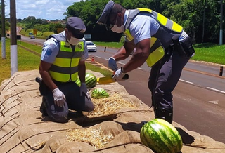 Policiais encontraram mais de uma tonelada de maconha escondida em carga de melancia. (Foto: Divulgação/PMR)