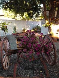 Carro de madeira enfeitado com flores e ao fundo o pé de manga. (Foto: Arquivo pessoal)