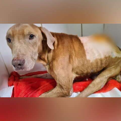 Campanha pede lei que obrigue motorista a prestar socorro a animais atropelados