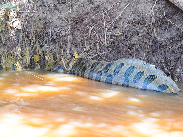 Sucuri de 6 metros &eacute; flagrada digerindo &quot;banquete&quot; no Rio Aquidauana 
