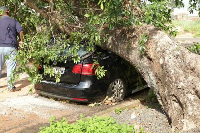 Ingazeiro que esmagou carro na Mata do Jacinto &eacute; removido nesta manh&atilde; 