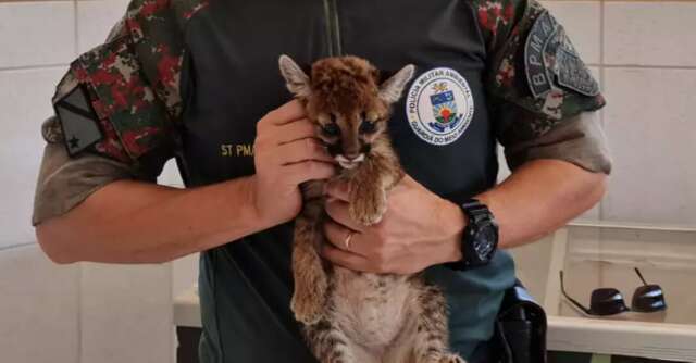 Pol&iacute;cia captura filhote de on&ccedil;a-parda perdido em planta&ccedil;&atilde;o de soja