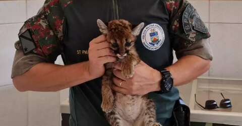 Polícia captura filhote de onça-parda perdido em plantação de soja