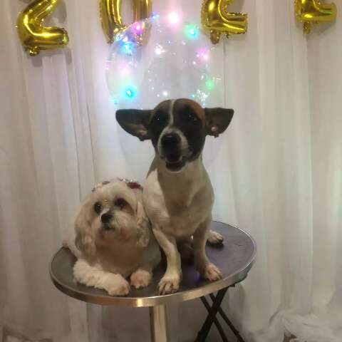 Festa da virada foi hora de revelar quantos filhotes Scarlet vai ter