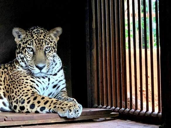 On&ccedil;a resgatada no Pantanal de MS &eacute; solta em parque argentino