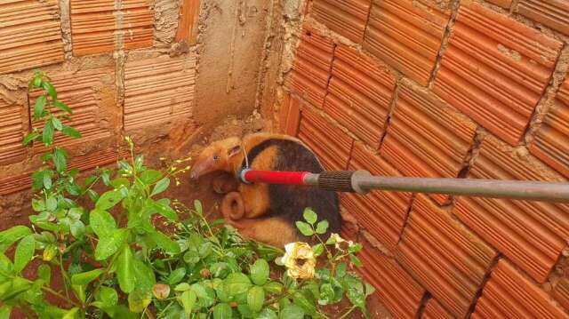 Tamandu&aacute; &eacute; capturado em quintal de resid&ecirc;ncia em Terenos