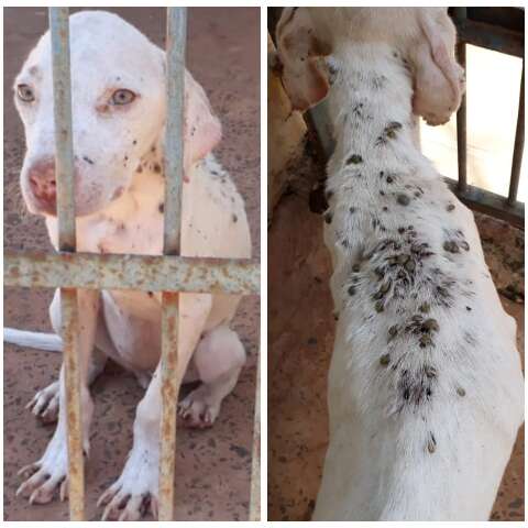 Ap&oacute;s den&uacute;ncia, pitbull &eacute; encontrada tomada por carrapatos e s&oacute; pele e osso