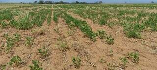 Plantação de soja na região sul de Mato Grosso do Sul sofre com a seca. (Foto: Mario Sérgio dos Santos/Aprosoja-MS)