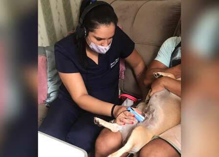 Pré-natal Canino: uma gravidez saudável para seu pet
