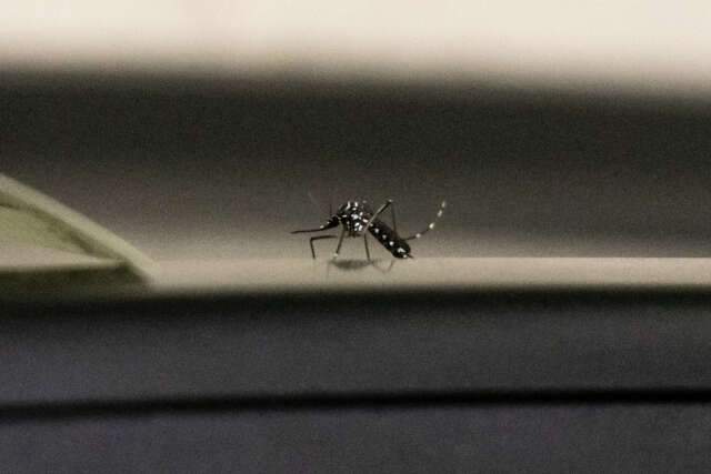 Mais de 30 bairros da Capital recebem fumac&ecirc; nesta ter&ccedil;a-feira