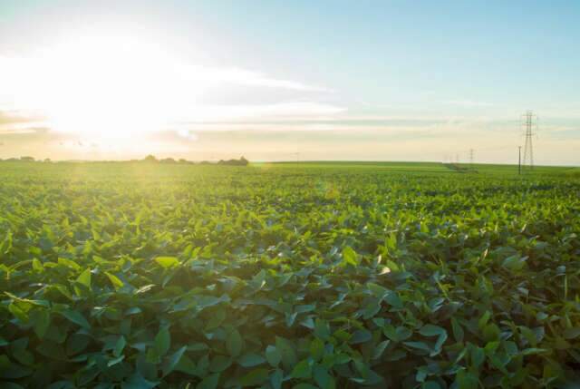 Termina dia 10 de janeiro prazo para registro da área plantada com soja em MS