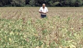 João Merlo, de 68 anos, produtor rural de Dourados (MS), confirma que vai perder 50% da lavoura de soja por causa da estiagem