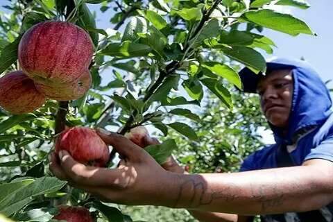 Funtrab está com 1.624 vagas para colheita de maçãs em SC e RS
