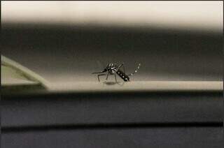 Mosquito Aedes aegypti, transmissor da dengue e de outras doenças. (Foto: Arquivo/Henrique Kawaminami)