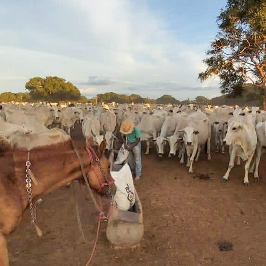 Em Mais Um Caso De Abigeato Cabe As De Gado S O Furtadas De Fazenda Interior Campo