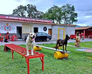 Cindy, Laika e Mali no curso de Certificação Nacional de Cães de Busca a pessoas desaparecidas em Magé-RJ. (Foto: Corpo de Bombeiros)