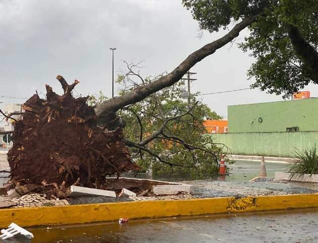 Tempestade derruba &aacute;rvores e destelha casas em MS