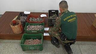 Policial Militar ao lado de 224 filhotes de papagaio apreendidos. (Foto: Divulgação)