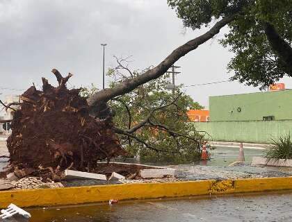Tempestade derruba árvores e destelha casas em MS