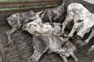 Dezesseis animais morreram dentro de caminhões em Aparecida do Taboado. (Foto: Divulgação/PMA)