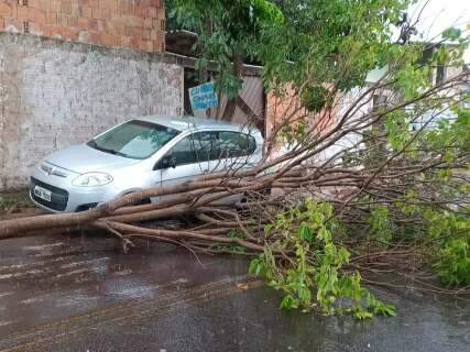 Chuva r&aacute;pida com ventos fortes derruba &aacute;rvore em cima de carro no Buzios