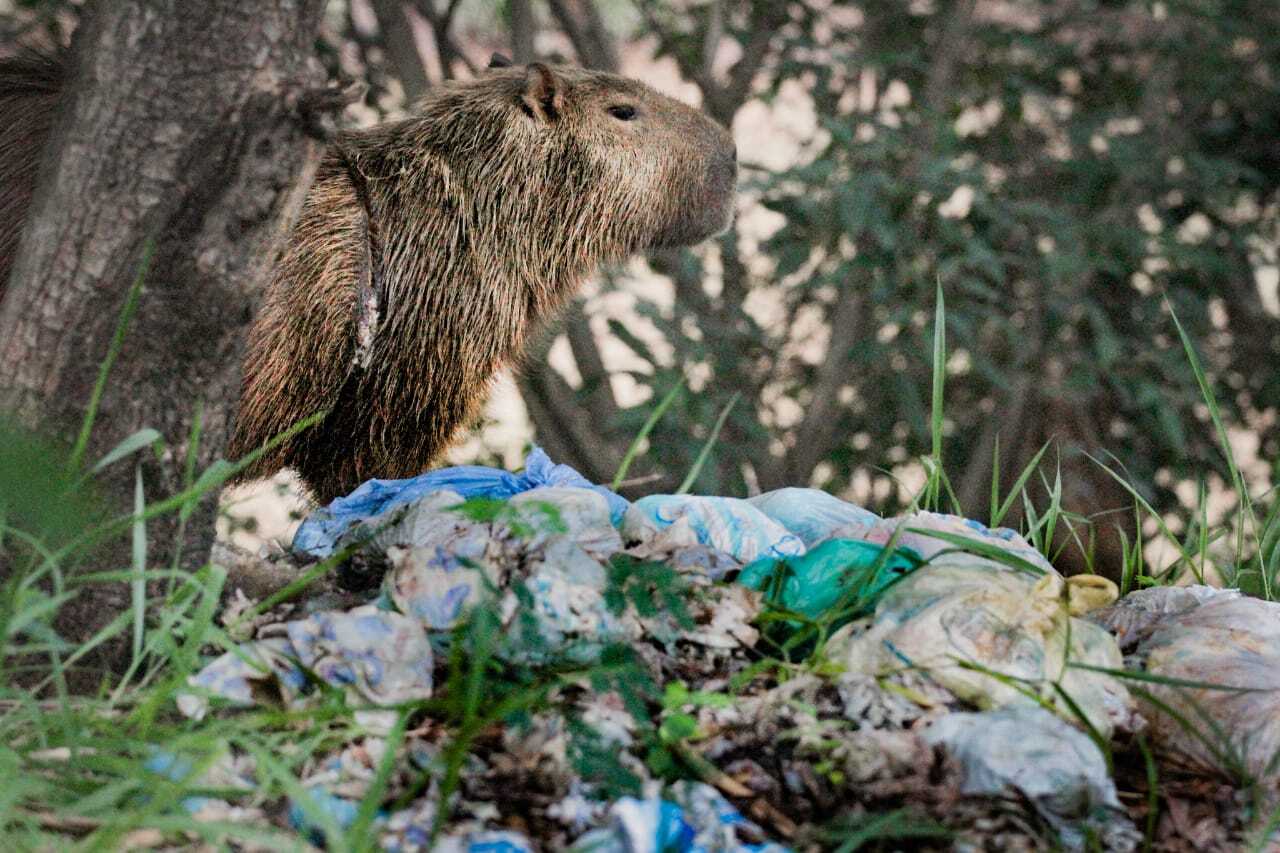 Quadro / Porta Retrato - Capivara 01