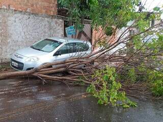 Árvore caiu na Rua Lagoa Vermelho, no Residencial Buzios em Campo Grande. (Foto: Direto das Ruas)