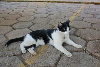 Frajola é o gato comunitário que foi à Justiça lutar pela permanencia no condimínio. (Foto: Arquivo/Paulo Francis)