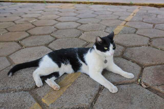 Frajola ganha causa e multa &eacute; de R$ 20 mil para quem tirar o gato de condom&iacute;nio