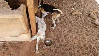 Dois dos animais ao lado de pote sem comida ou água. (Foto: Divulgação/PMA)