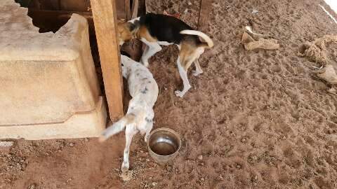 Seis cachorros são resgatados sem comida e água e dono é multado em R$ 6 mil